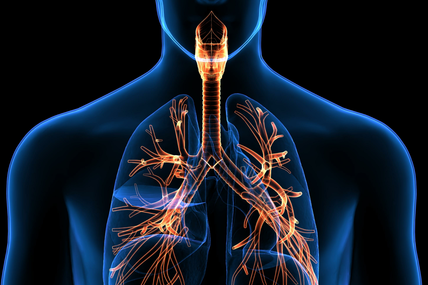 Respiratory system Anatomy