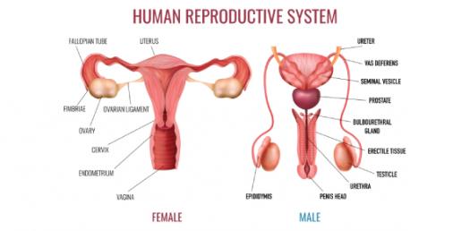 REPRODUCTIVE PCD