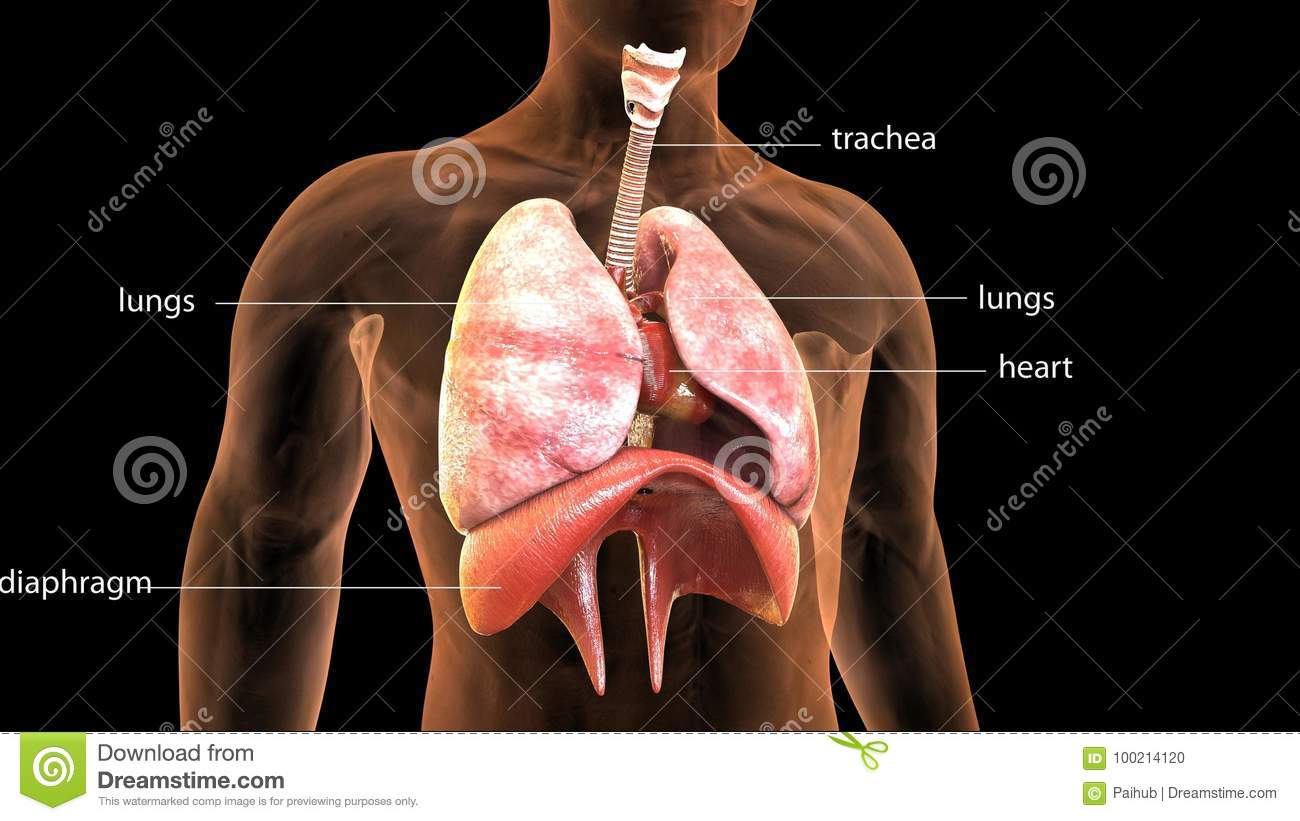 Anatomy of Respiratory system
