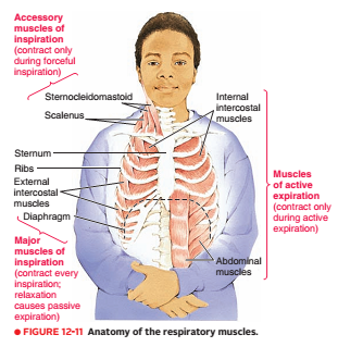 Physiology of Respiratory System